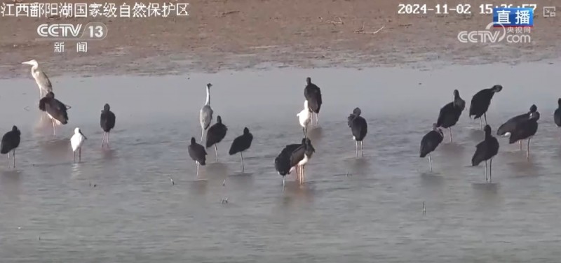 “旅行者”来做客，“美食”多样！唯美生态画卷颜值不断被“刷新”