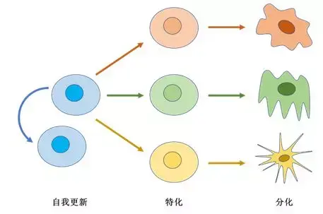 如何“择业”?细胞也关心这问题
