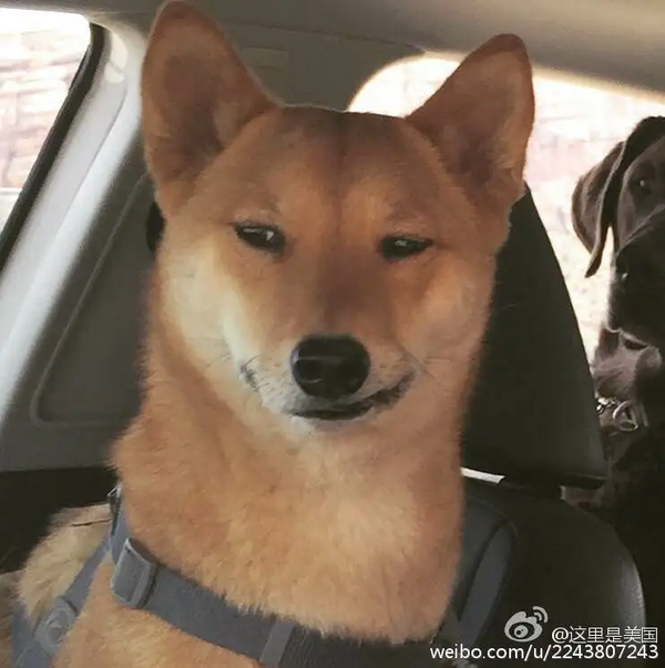瞎扯 · 在深夜时突然长出翅膀该怎么办?