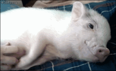 猪猪这么可爱，我们用它们制造了子弹、牛排和水泥 | 把科学带回家