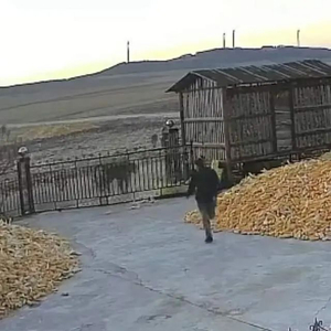 官方通报“黑龙江老虎进村咬伤村民”
