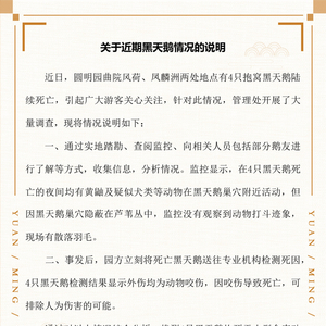 4只抱窝黑天鹅陆续死亡，圆明园发布情况说明