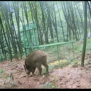 野猪进城，猎捕野猪为什么这么难？