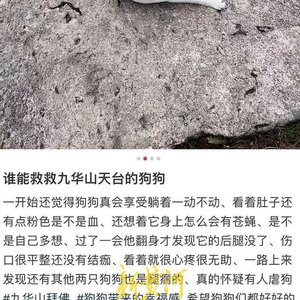 安徽一景区多只狗被“断脚”引虐狗猜测，景区回应：已救治，正在调查情况