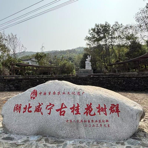 【理响中国·讲好“中国式商量”故事】半城桂花半城茶 基层民主协商助推咸宁特色产业发展