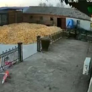 黑龙江老虎咬伤村民，当地抓捕中，律师解析四大焦点问题
