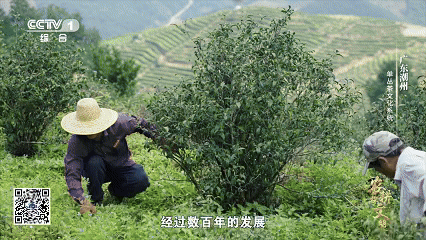 单丛茶的山韵蜜味中，隐藏着怎样的神奇密码？