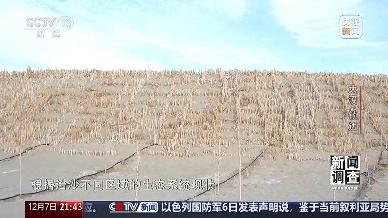 新闻调查丨如何给沙漠“锁边”？他们用双手筑起绿色屏障