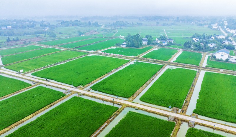 2025中国经济关键词丨耕地与粮食保供工作推进更加聚焦  维护农业长期可持续发展