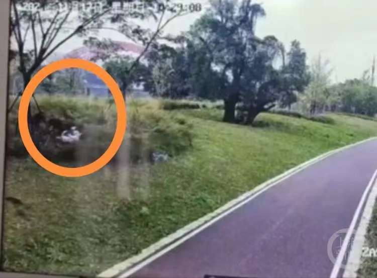 母女遭4恶犬围攻撕咬，为何“恶犬伤人”事件频发？