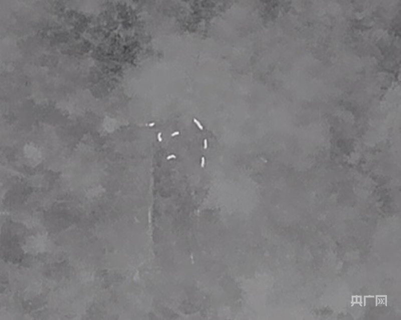 野猪频频“下山进城”背后：如何科学防控致害难题？