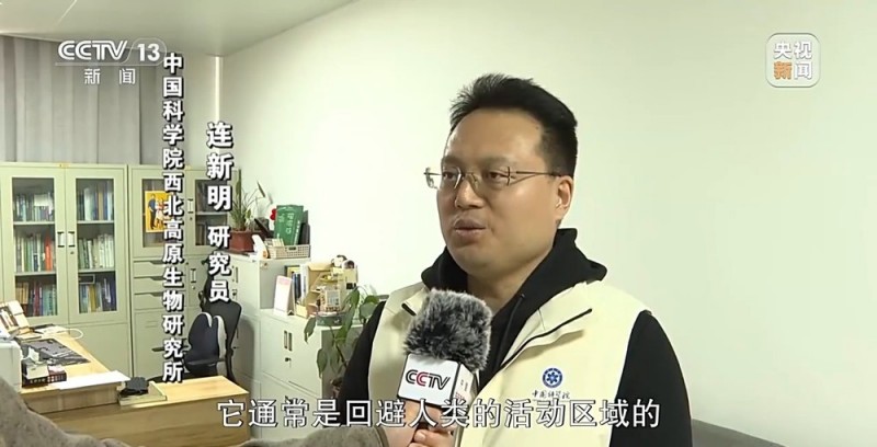 新闻周刊丨可可西里网红狼被车撞死？可能都是投喂惹的祸