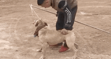 母女遭4恶犬围攻撕咬，伤口深可见骨！被狗咬住如何迅速摆脱？
