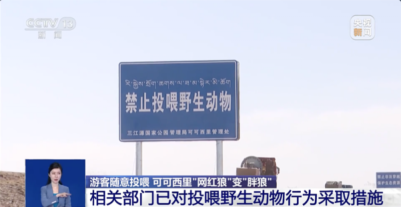 压死狼属实！三江源国家公园再呼吁：禁止投喂！