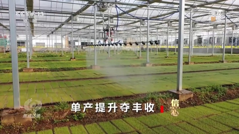 焦点访谈丨丰收色彩浓！农业跑出加速度 把中国饭碗牢牢端住