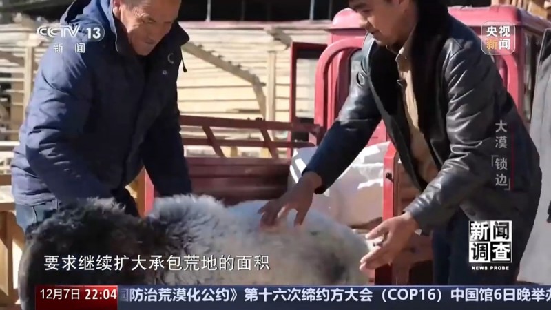 新闻调查丨如何给沙漠“锁边”？他们用双手筑起绿色屏障