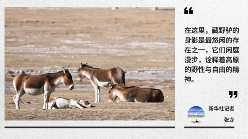 走！青藏线｜一路拾光到可可西里