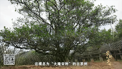 单丛茶的山韵蜜味中，隐藏着怎样的神奇密码？