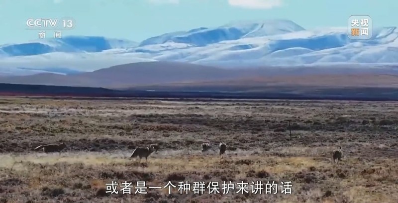 新闻周刊丨可可西里网红狼被车撞死？可能都是投喂惹的祸