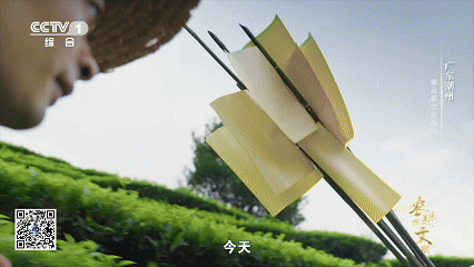 单丛茶的山韵蜜味中，隐藏着怎样的神奇密码？