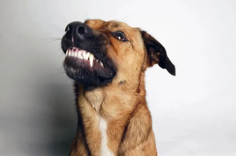 母女遭4恶犬围攻撕咬，伤口深可见骨！被狗咬住如何迅速摆脱？