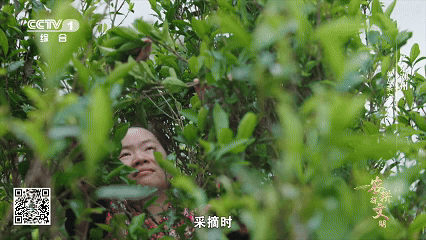 单丛茶的山韵蜜味中，隐藏着怎样的神奇密码？