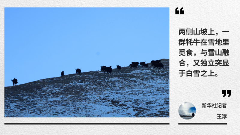 走！青藏线｜一路拾光到可可西里