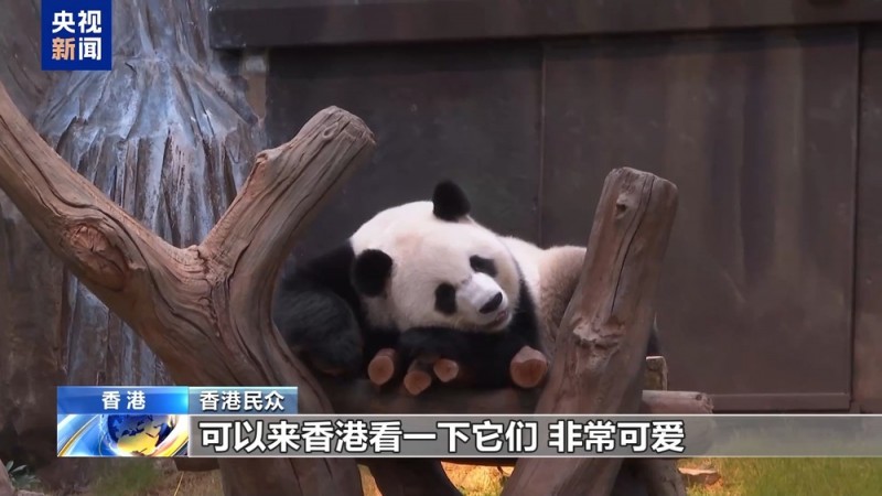 大熊猫“安安”“可可”首度公开亮相 吸引香港市民蜂拥看望