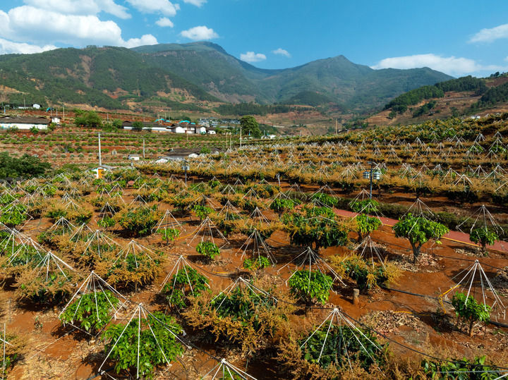 锦绣大地满目新――西部地区乡村振兴观察