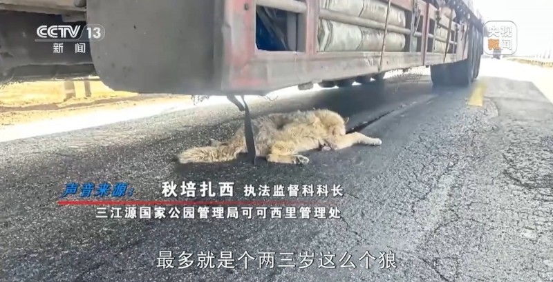 新闻周刊丨可可西里网红狼被车撞死？可能都是投喂惹的祸
