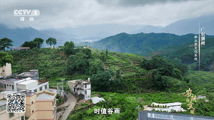 单丛茶的山韵蜜味中，隐藏着怎样的神奇密码？