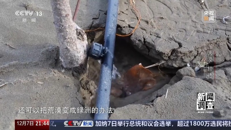 新闻调查丨如何给沙漠“锁边”？他们用双手筑起绿色屏障