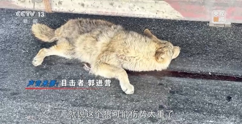 新闻周刊丨可可西里网红狼被车撞死？可能都是投喂惹的祸