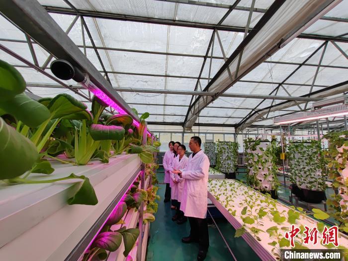 科技赋能助力新疆蔬菜产业高质量发展
