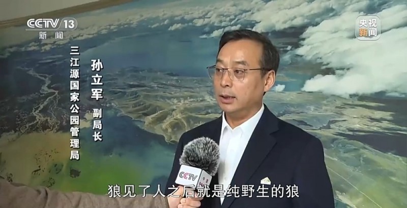 新闻周刊丨可可西里网红狼被车撞死？可能都是投喂惹的祸