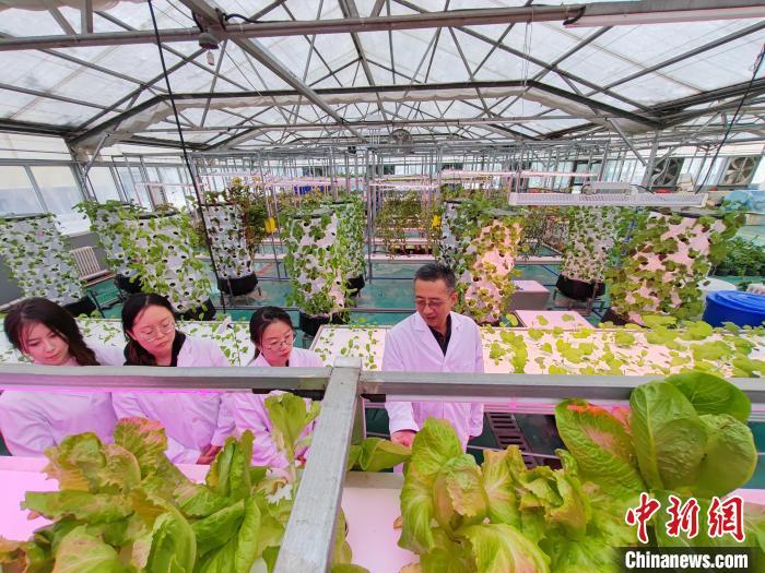 科技赋能助力新疆蔬菜产业高质量发展