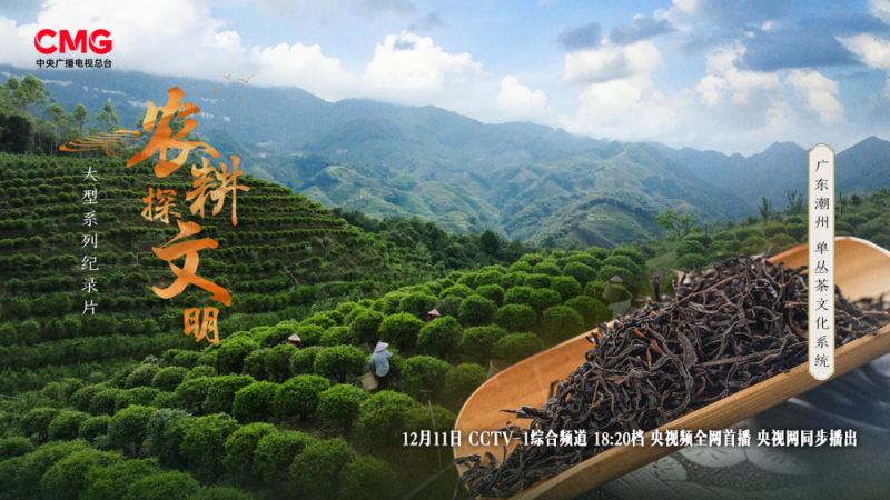 单丛茶的山韵蜜味中，隐藏着怎样的神奇密码？