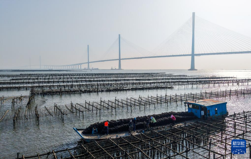 新华全媒+丨黄茅海跨海通道通车 粤港澳大湾区再添“关键一横”
