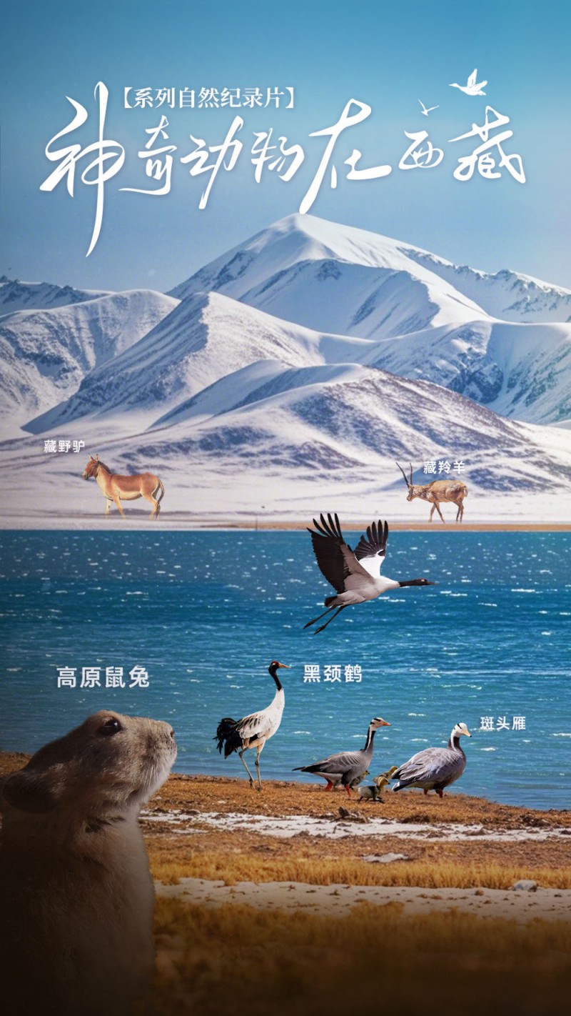 神奇动物在西藏｜斑头雁――高原上的迁徙“健将”