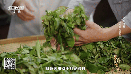 单丛茶的山韵蜜味中，隐藏着怎样的神奇密码？