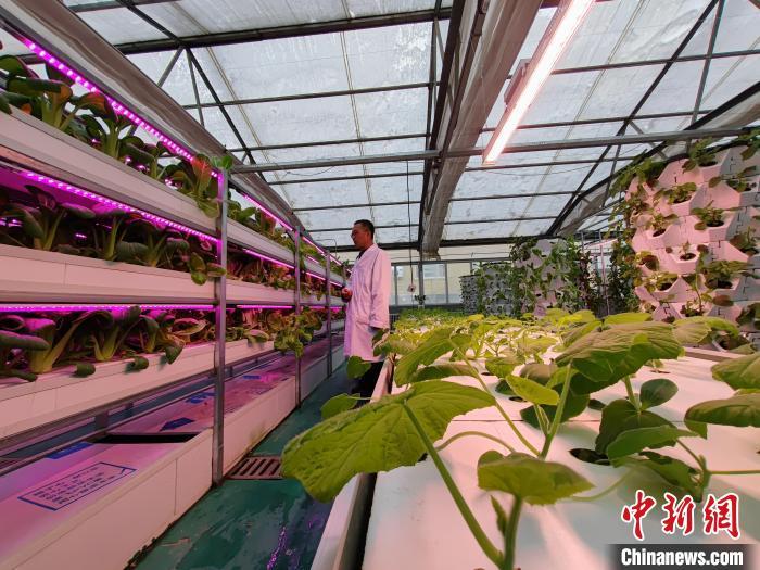 科技赋能助力新疆蔬菜产业高质量发展