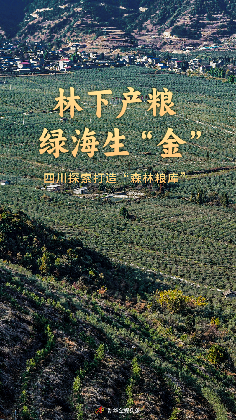 林下产粮 绿海生“金”――四川探索打造“森林粮库”