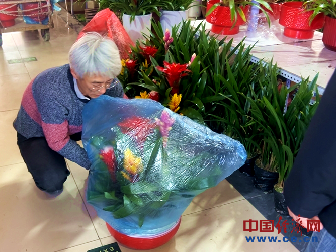 【新春走基层】花卉市场年味浓 年宵花经济火出圈