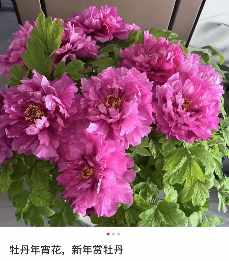春节遇上“国色天香” 看看年宵花里的“中式美学”