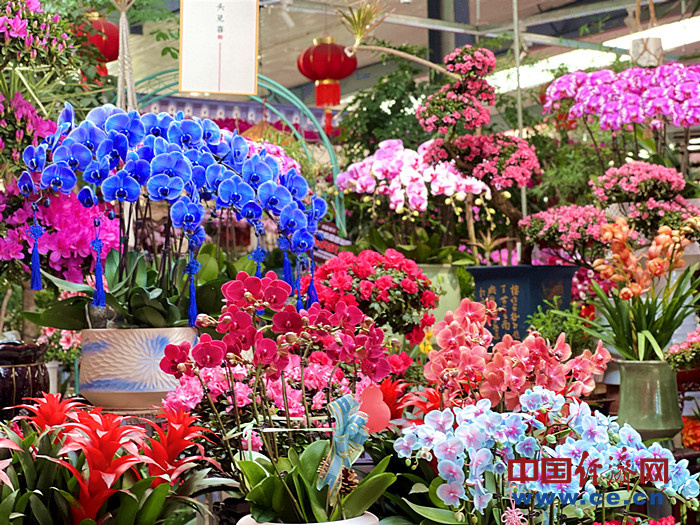 【新春走基层】花卉市场年味浓 年宵花经济火出圈