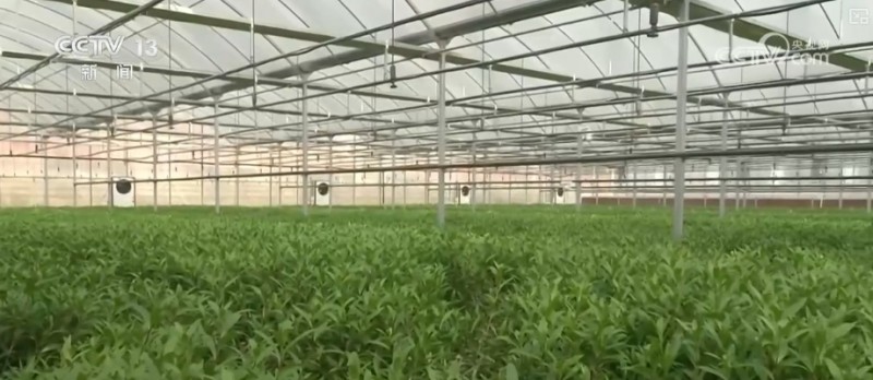 “美丽经济”添彩假日消费 处处洋溢浓浓年味