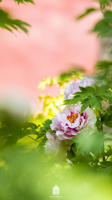 春节遇上“国色天香” 看看年宵花里的“中式美学”