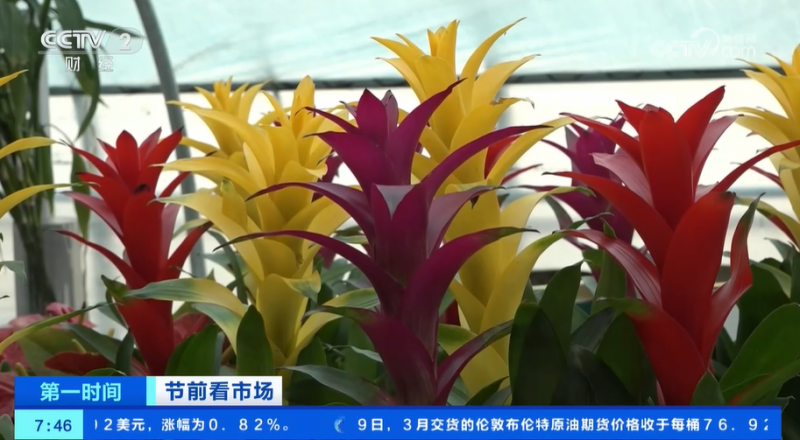 年货市场人气旺 缤纷好物迎新春