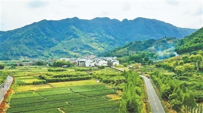 畲村年味浓  茶乡幸福年（新春走基层・特别报道）