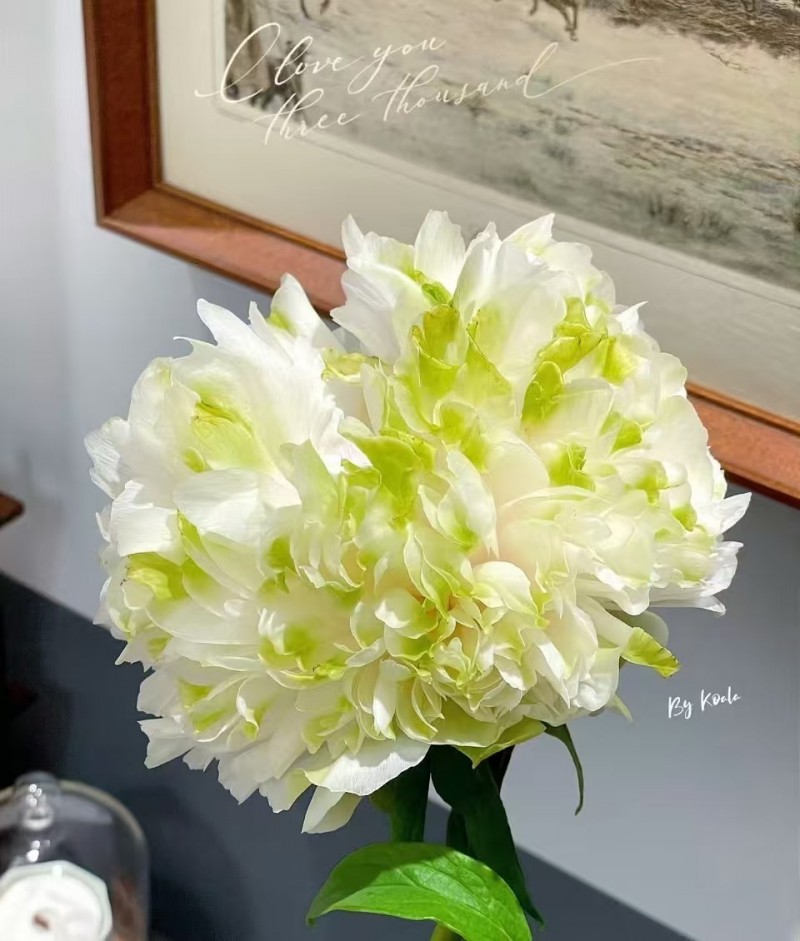 春节遇上“国色天香” 看看年宵花里的“中式美学”